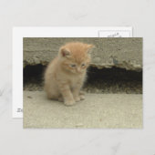 Oranje Tabby Kitten Briefkaart (Voorkant / Achterkant)