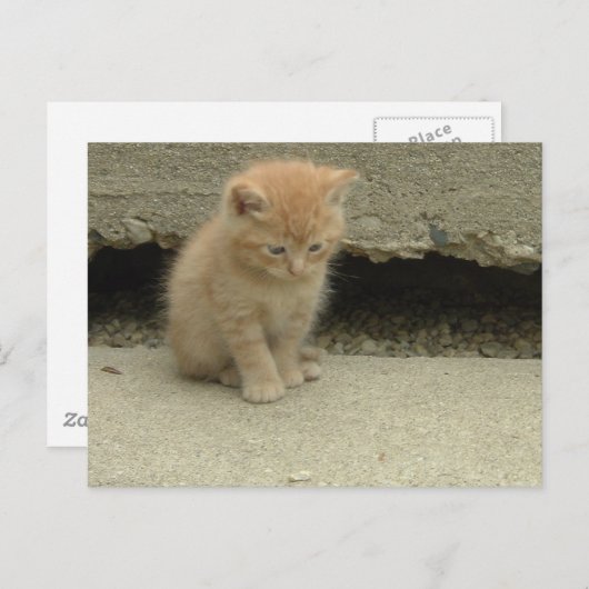 Oranje Tabby Kitten Briefkaart (Voorkant / Achterkant)