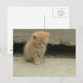 Oranje Tabby Kitten Briefkaart (Voorkant / Achterkant)