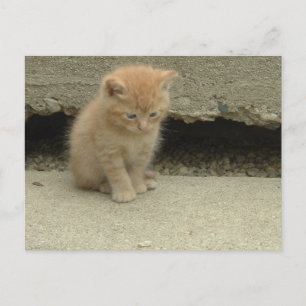 Oranje Tabby Kitten Briefkaart