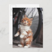 Oranje Tabby Kitten Briefkaart (Voorkant / Achterkant)
