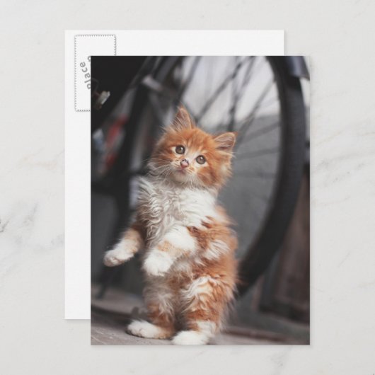 Oranje Tabby Kitten Briefkaart (Voorkant / Achterkant)