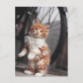 Oranje Tabby Kitten Briefkaart (Voorkant)