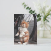 Oranje Tabby Kitten Briefkaart (Staand voorkant)