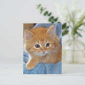 Oranje Tabby Kitten Briefkaarten (Staand voorkant)
