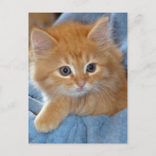 Oranje Tabby Kitten Briefkaarten
