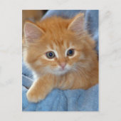 Oranje Tabby Kitten Briefkaarten (Voorkant)