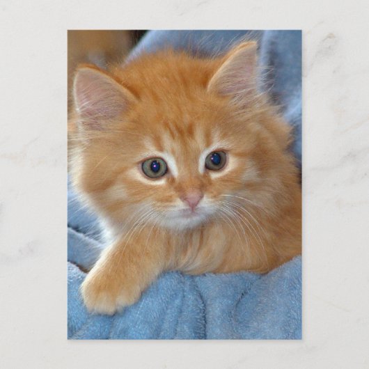Oranje Tabby Kitten Briefkaarten (Voorkant)