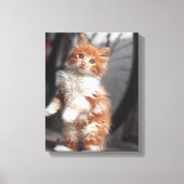 Oranje Tabby Kitten Canvas Afdruk (Voorkant)