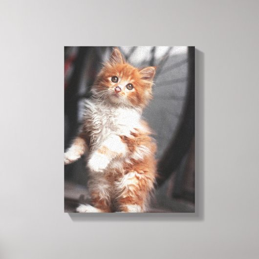 Oranje Tabby Kitten Canvas Afdruk (Voorkant)