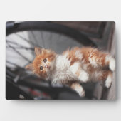 Oranje Tabby Kitten Fotoplaat (voorkant)