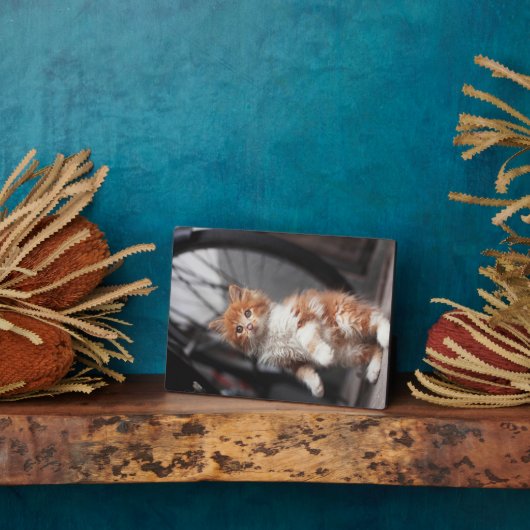 Oranje Tabby Kitten Fotoplaat (Zijkant)