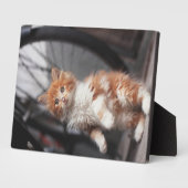 Oranje Tabby Kitten Fotoplaat (Zijkant)