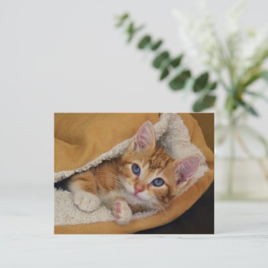 Oranje Tabby Kitten in bed Briefkaart (Staand voorkant)