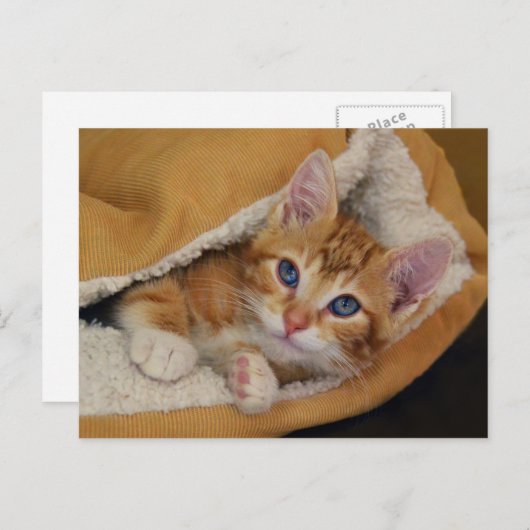 Oranje Tabby Kitten in bed Briefkaart (Voorkant / Achterkant)