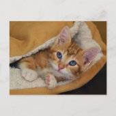Oranje Tabby Kitten in bed Briefkaart (Voorkant)