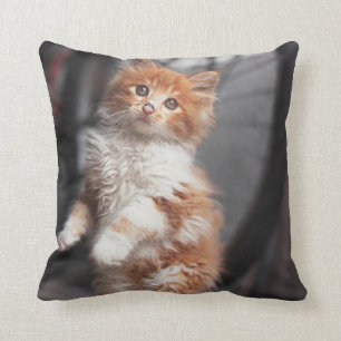 Oranje Tabby Kitten Kussen