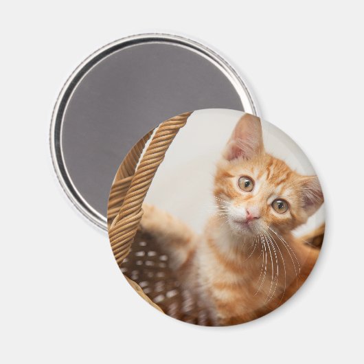 Oranje Tabby Kitten Magneet (Voorkant / Achterkant)