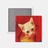 Oranje Tabby Kitten Magnet (Voorkant / Achterkant)
