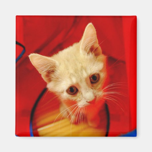 Oranje Tabby Kitten Magnet (Voorkant)