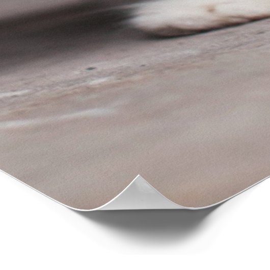 Oranje Tabby Kitten Poster (Hoek)