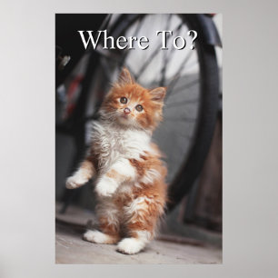 Oranje Tabby Kitten Poster