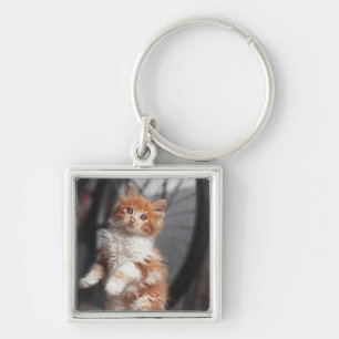 Oranje Tabby Kitten Sleutelhanger