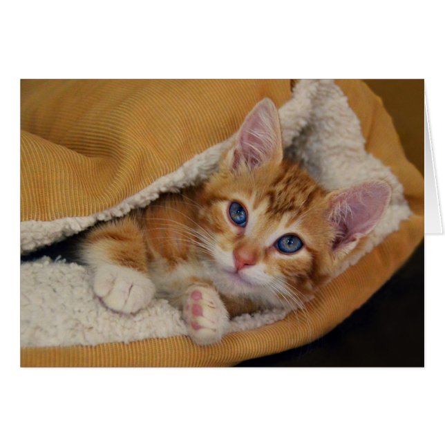 Oranje Tabby Poes in Bed (Voorkant Horizontaal)