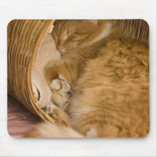 Oranje tabby slaapt in wasmand muismat