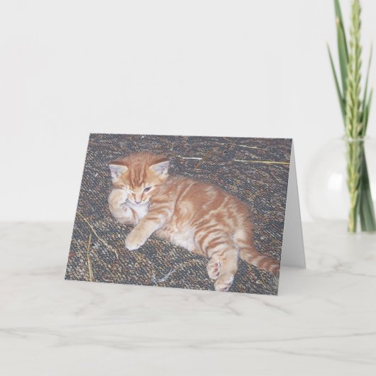 Oranje Tabby Verwilderde Kitten Kaart (Voorkant)