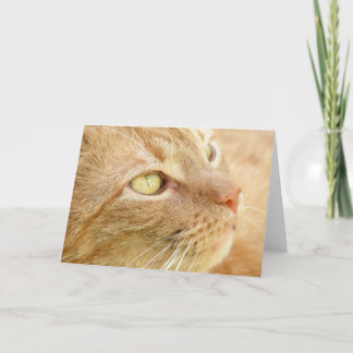Oranje Tabby Wenskaart Kaart