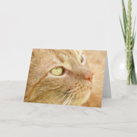 Oranje Tabby Wenskaart Kaart (Voorkant)
