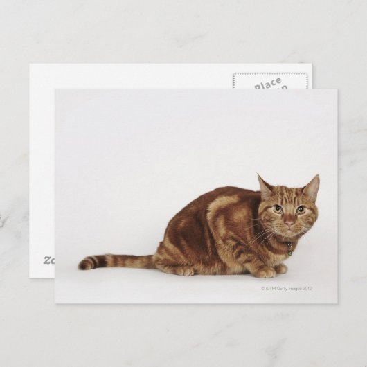 Oranje Tabbykat Briefkaart (Voorkant / Achterkant)