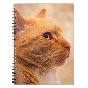 Oranje Tabbykat Notitieboek Nieuwsgierig Katachtig