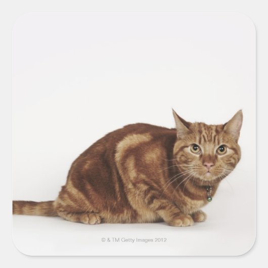 Oranje Tabbykat Vierkante Sticker (Voorkant)