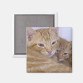 Oranje tabby's magneet (Voorkant / Achterkant)