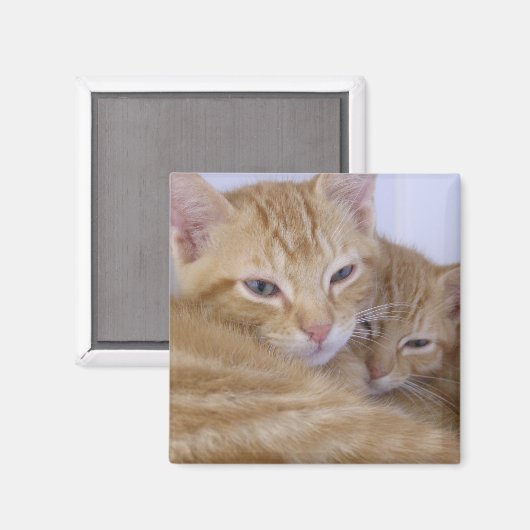 Oranje tabby's magneet (Voorkant / Achterkant)