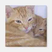 Oranje tabby's magneet (Voorkant)