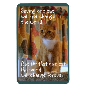Oranje tablet Cat Hopes Magneet