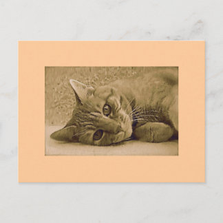 Oranje tablet Cat Post Card Briefkaart