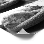 Oranje tablet Cat/zwart/wit foto Poster (Hoek)