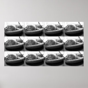 Oranje tablet Cat/zwart/wit foto Poster