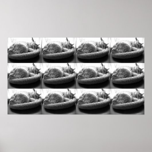 Oranje tablet Cat/zwart/wit foto Poster (Voorkant)