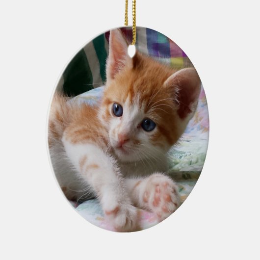 Oranje tablet en White Kitten Ornament (Rechts)