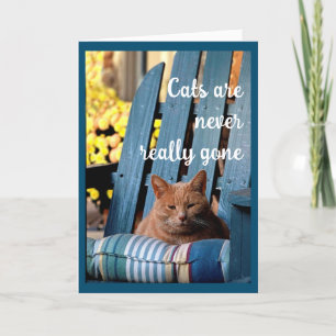 Oranje tablet Kat op blauw stoeltje Sympathie Aankondiging