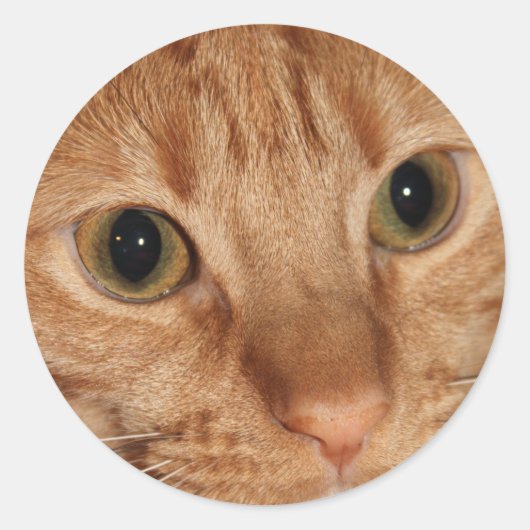 Oranje tablet Kat Profiel Face Sluiten Ronde Sticker (Voorkant)