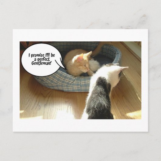 Oranje tablet Kitty Cat Briefkaart (Voorkant)