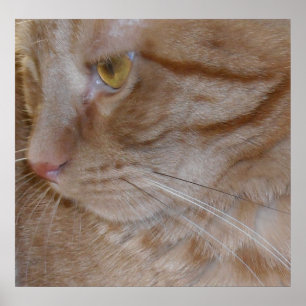 Oranje tablet poster