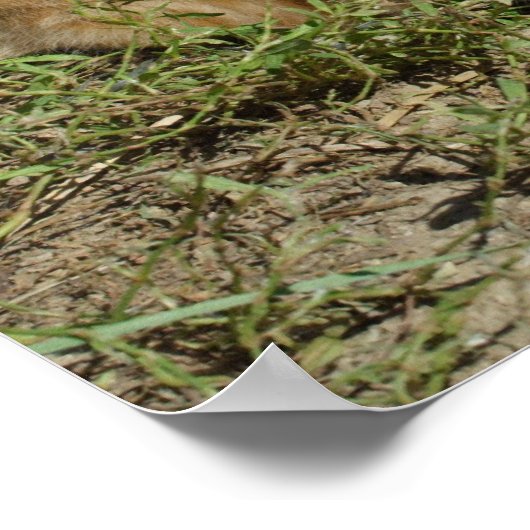 Oranje tabletten poster (Hoek)