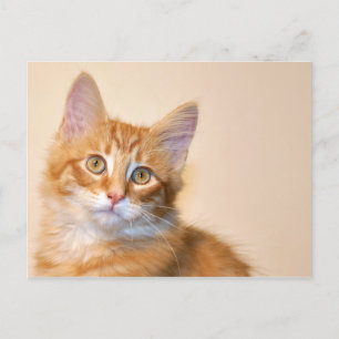 Oranje tafeltje kitten briefkaart